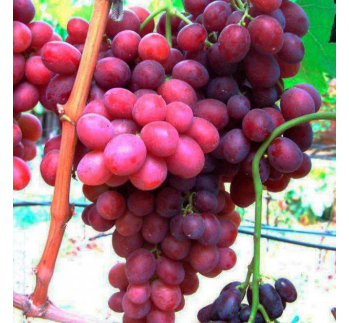 Виноград сорт Дюжина