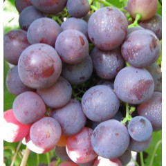 Саджанці винограду сорт Рошфор