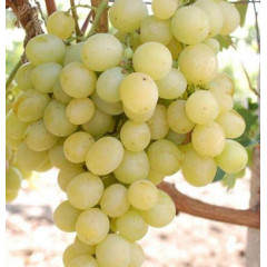 Саджанці винограду сорт Мускат бессарабський