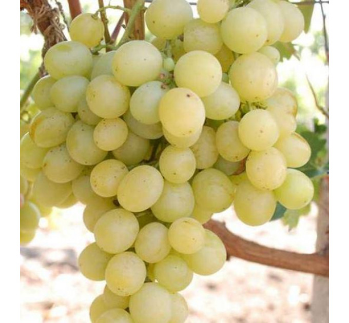 Саджанці винограду сорт Мускат бессарабський