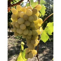 Саджанці винограду сорт Рафінад