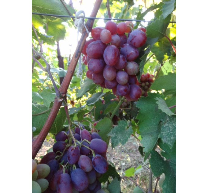 Саджанці винограду сорт Сенатор