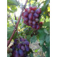 Саджанці винограду сорт Сенатор