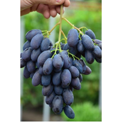 Саженцы винограда сорт Каталония, полуупакованный