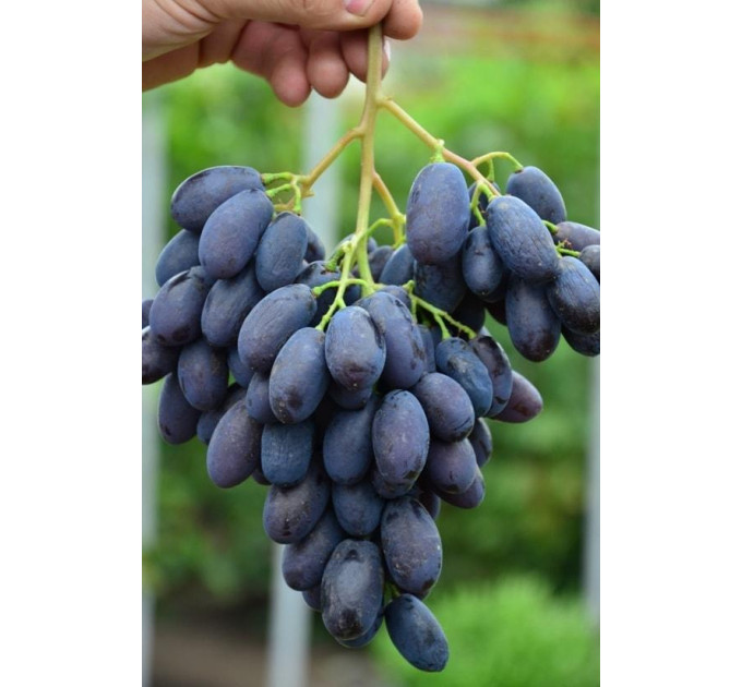 Саженцы винограда сорт Каталония, полуупакованный