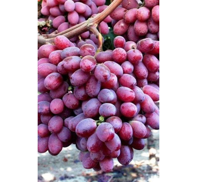 Саджанці винограду сорт Шарлотта, напівупакований