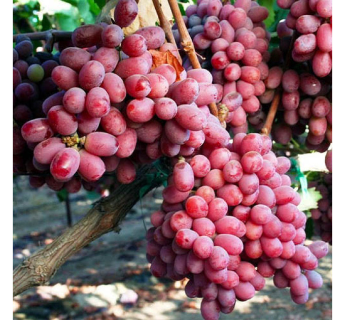 Саджанці винограду сорт Шарлотта, напівупакований