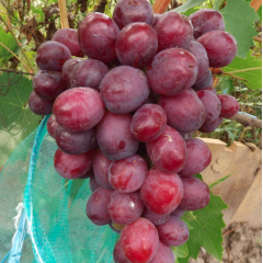 Саджанці винограду сорт Сенатор