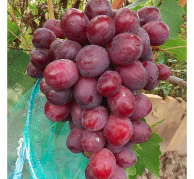 Саджанці винограду сорт Сенатор