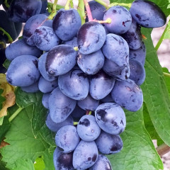 Саженцы винограда сорт Ромбик