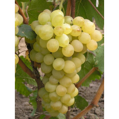 Саджанці винограду сорт "Вайт Флейм"