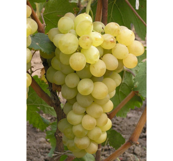 Саджанці винограду сорт "Вайт Флейм"