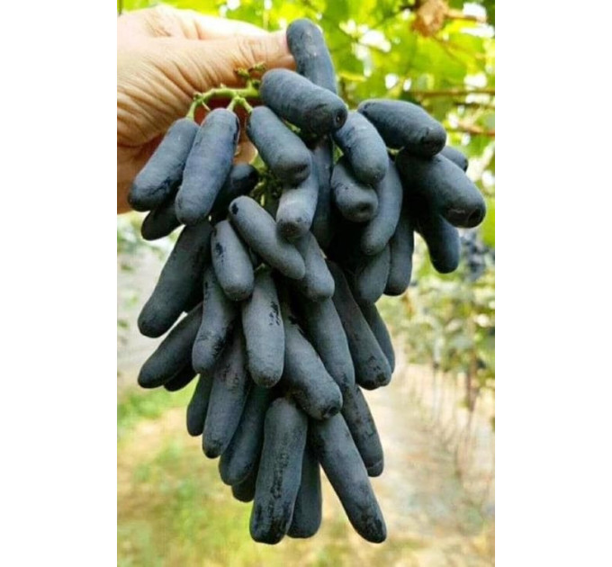 Саджанці винограду сорт Кишмиш Аватар, напівупакований