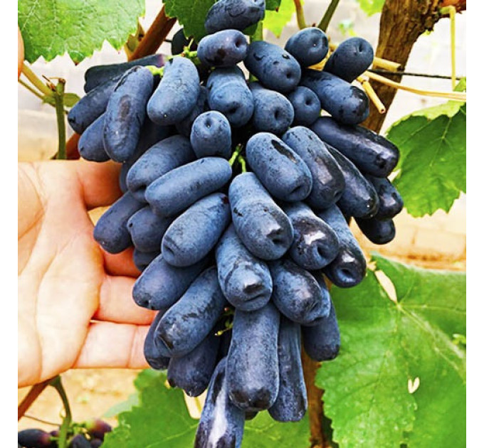 Саджанці винограду сорт Кишмиш Аватар, напівупакований