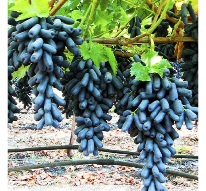 Саджанці винограду сорт Кишмиш Аватар, напівупакований