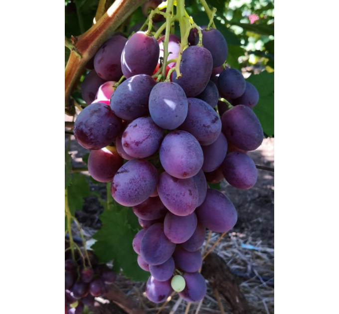 Саженцы винограда сорт Императрица, 120-125 дней, конт. 1.7 л