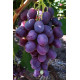Саженцы винограда сорт Императрица, 120-125 дней, конт. 1.7 л