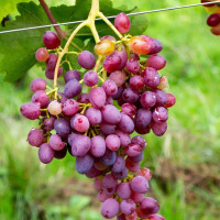 Саженцы винограда сорт Императрица, 120-125 дней, конт. 1.7 л Саженцы винограда сорт Императрица, 120-125 дней, конт. 1.7 л