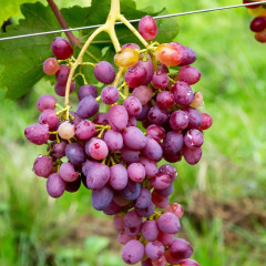 Саженцы винограда сорт Императрица, 120-125 дней, конт. 1.7 л