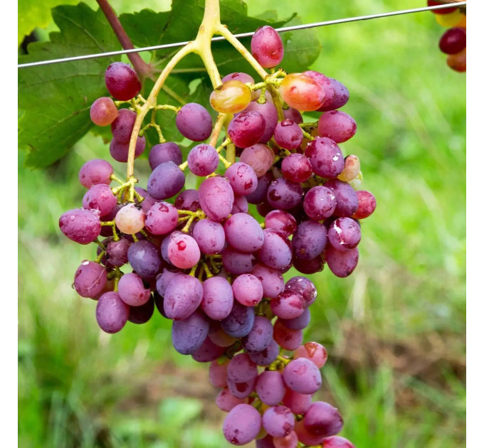 Саженцы винограда сорт Императрица, 120-125 дней, конт. 1.7 л