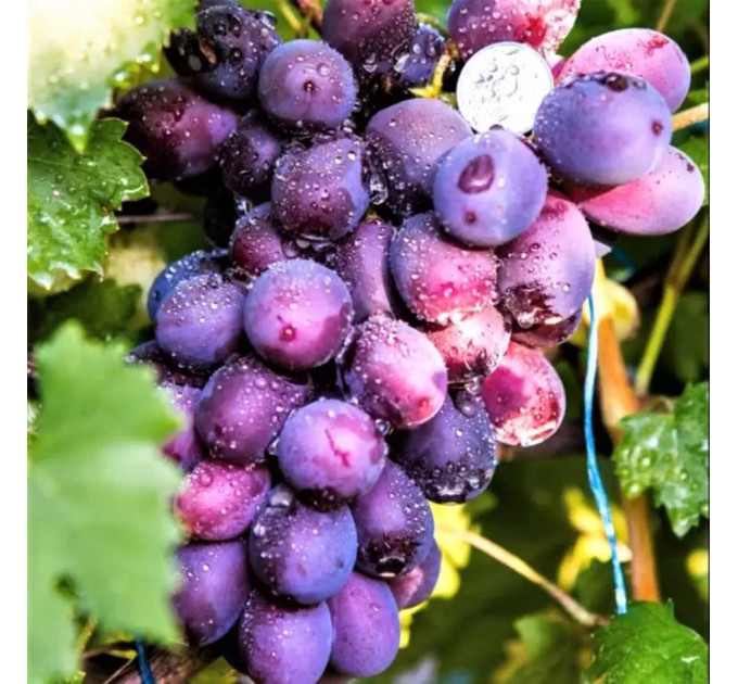 Саженцы винограда сорт Императрица, 120-125 дней, конт. 1.7 л