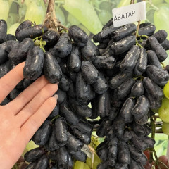 Саженцы винограда сорт Кишмиш Аватар, полуупакованный