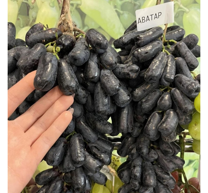 Саджанці винограду сорт Кишмиш Аватар, напівупакований