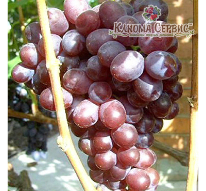 Саджанці винограду сорт Сенатор