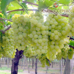 Виноград Суперекстра (Superekstra)