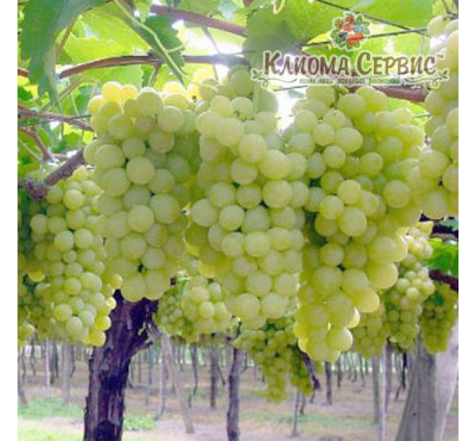 Виноград Суперекстра (Superekstra)