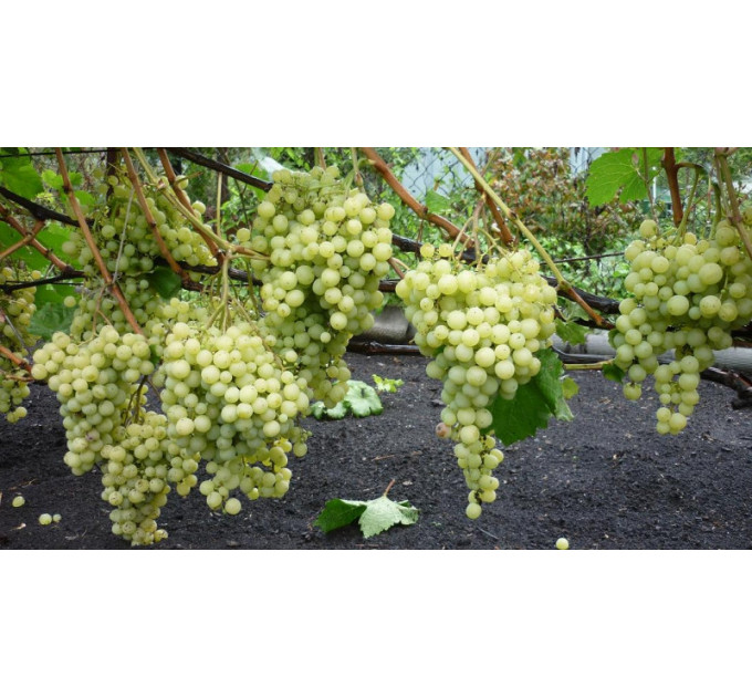 Виноград Суперекстра (Superekstra)