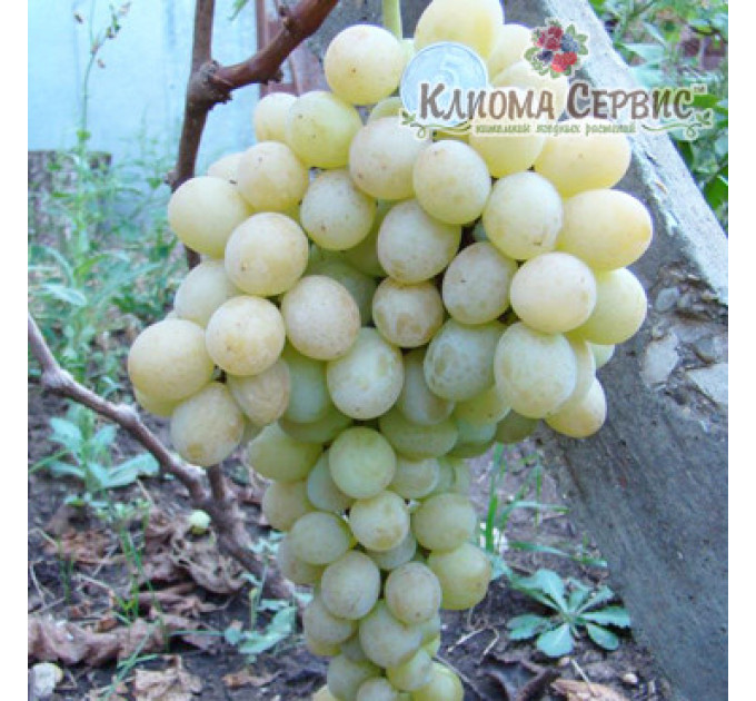 Саджанці винограду сорт Рафінад