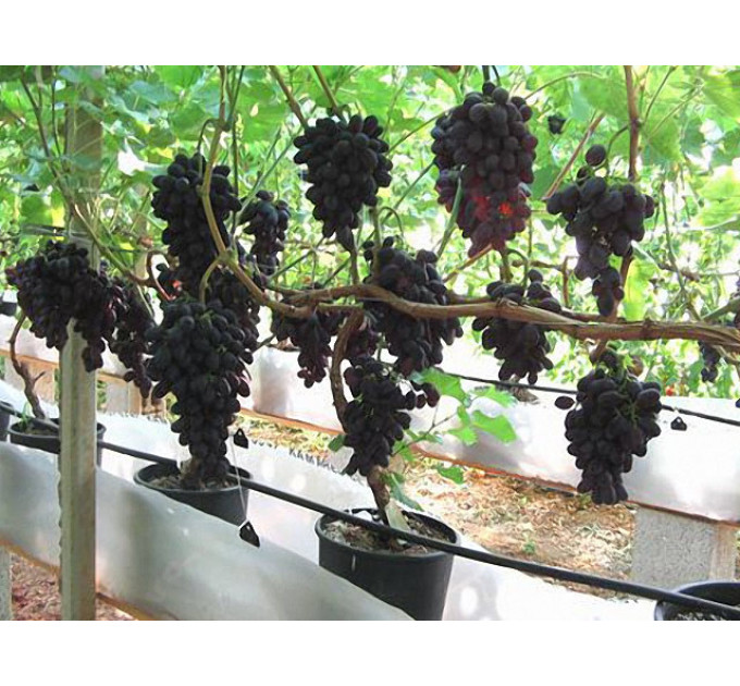 Саджанці винограду сорт Кодрянка пакет 3,5 л.