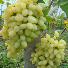 Виноград сорт Зарница, напівупакований