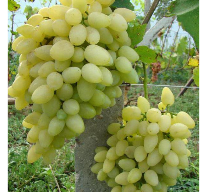 Виноград сорт Зарница, напівупакований