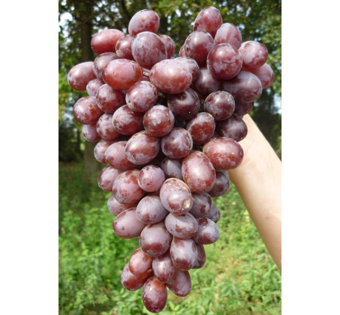 Саджанці винограду сорт Шоколадний