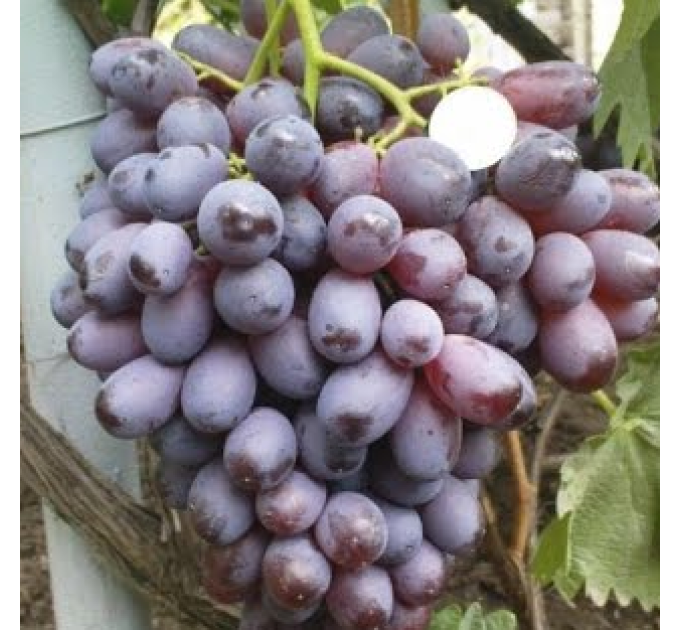 Саджанці винограду сорт Шоколадний