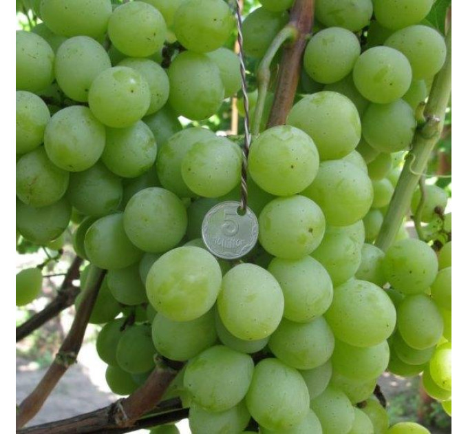 Саджанці винограду сорт Смарагд, напівупакований