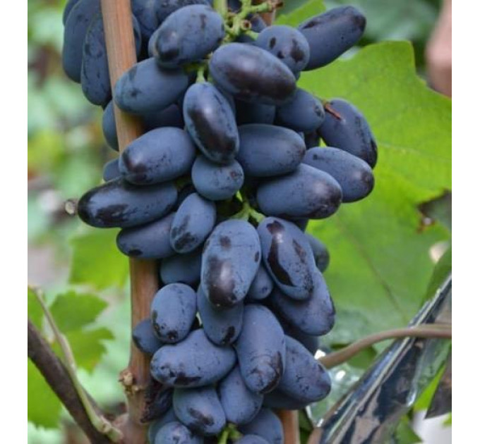 Саженцы винограда сорт Байконур, полуупакованный