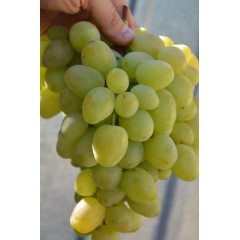 Саджанці винограду сорт Січеслав