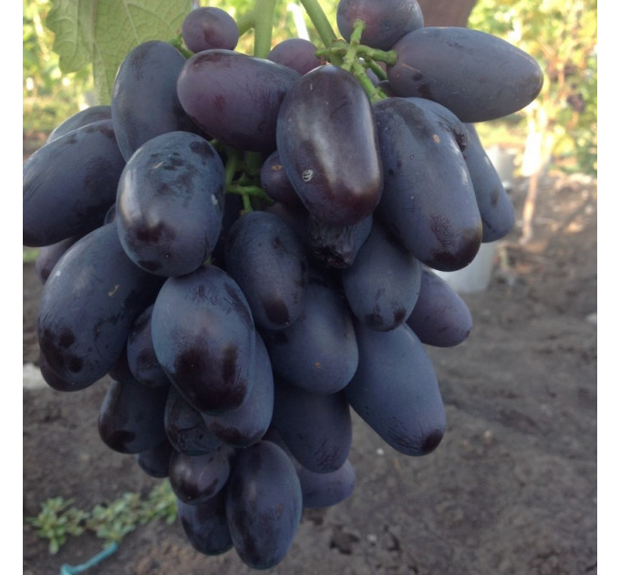 Саджанці винограду сорт "Алвика"