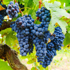 Саджанці винограду сорт Ізабелла, напівупаковані