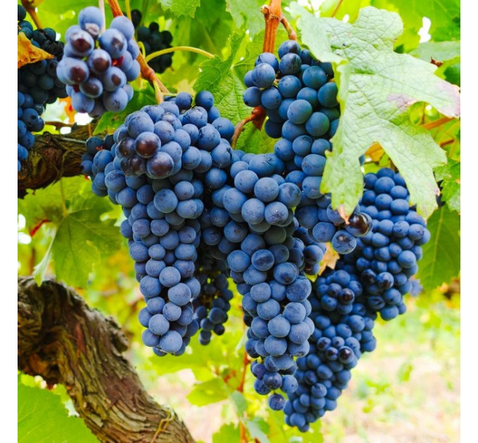 Саджанці винограду сорт Ізабелла, напівупаковані