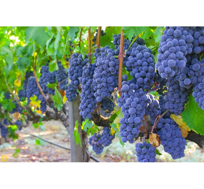 Саджанці винограду сорт Ізабелла, напівупаковані