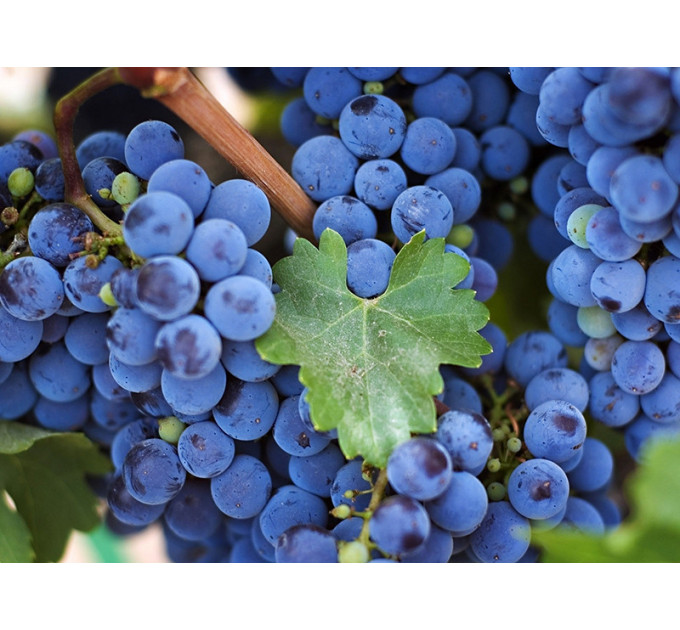 Саджанці винограду сорт Ізабелла, напівупаковані