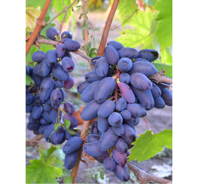 Саженцы винограда сорт Байконур, полуупакованный