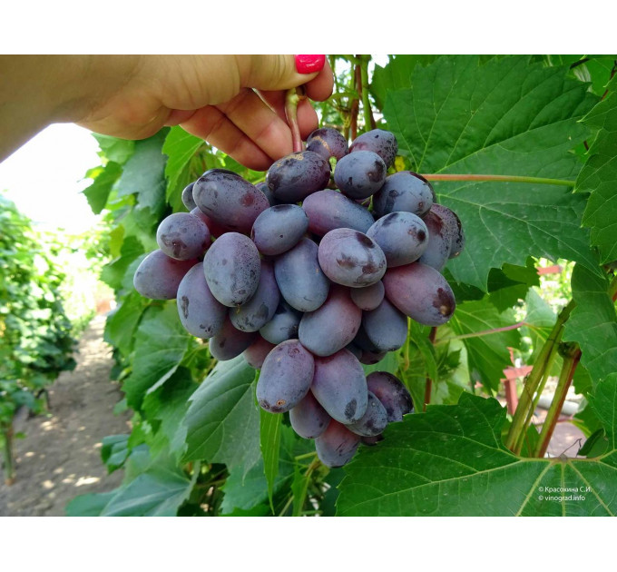 Саженцы винограда сорт Байконур, полуупакованный