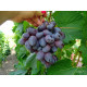 Саженцы винограда сорт Байконур, полуупакованный