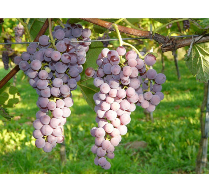 Саженцы винограда сорт Совинье гри (Sauvignier Gris), полуупакованный