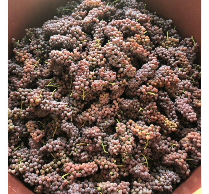 Саженцы винограда сорт Совинье гри (Sauvignier Gris), полуупакованный